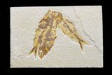 Cluster Of Three Fossil Fish (Knightia) - Green River Formation #171619-1